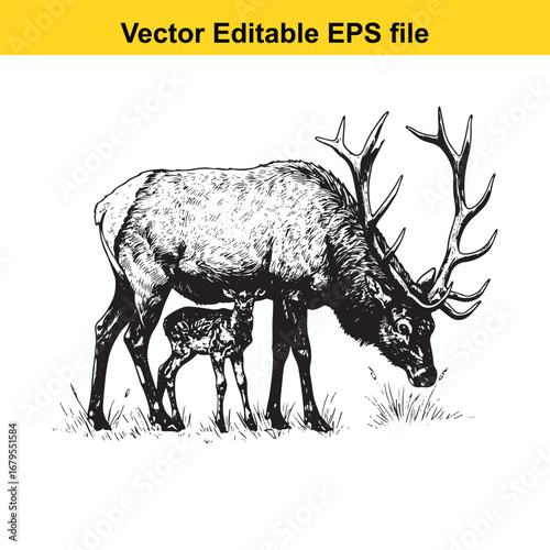 An elk majestic bull elk with fawn in a field, vector art