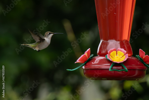hummingbird in flight
