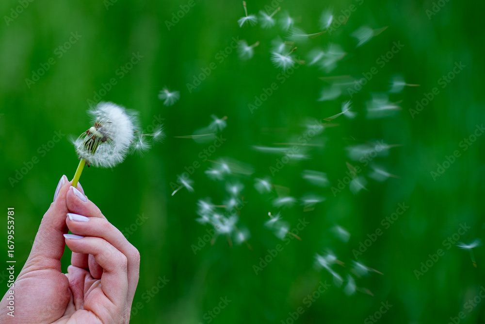 Fototapeta premium Hand Holding Dandelion – Seeds Blowing in Wind on Green Field