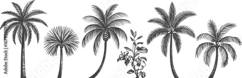 Palm tree silhouettes, botanical illustration set, tropical flora, flowering plant contrast, nature study, stylized foliage, leaf diversity, exotic vegetation, garden decor, plant morphology