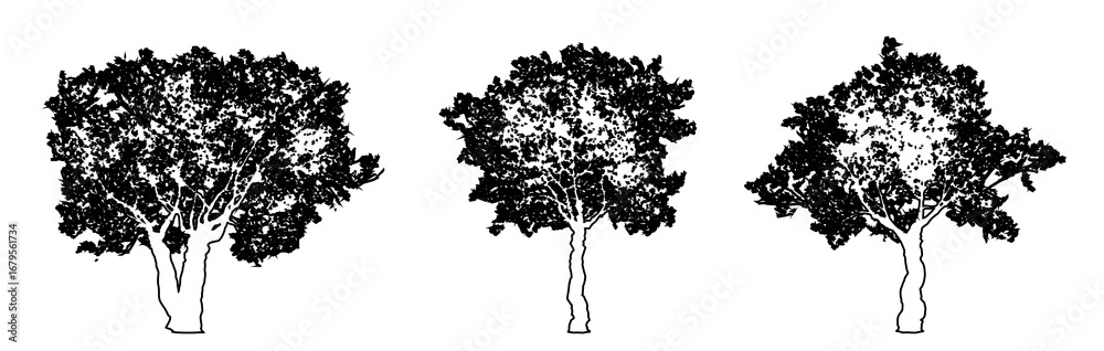 Fototapeta premium Set or collection of European Olive trees as black line drawing silhouette on white background. Concept or conceptual vector for nature, planet, ecology conservation, strength, endurance and beauty