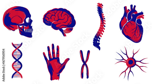 Discover the intricate wonders of human anatomy with vibrant illustrations of the brain, heart, spine, DNA, and more, perfect for medical and science communication.