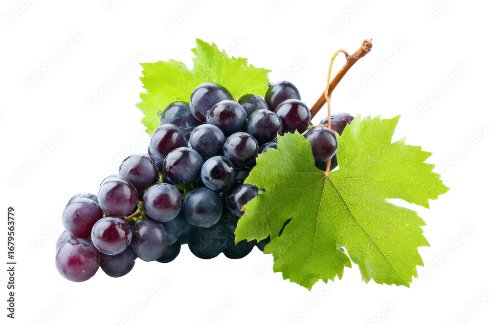 Fototapeta premium Black Grapes Bunch with Vine Leaf on Transparent Background