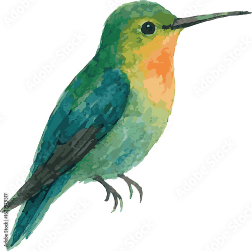 Watercolor vector illustration of a colibri