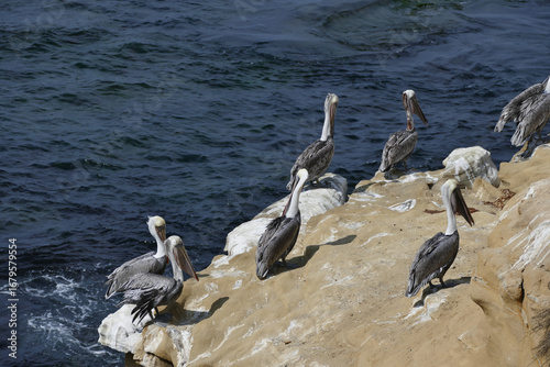 cormorant on the shore of pacific coast