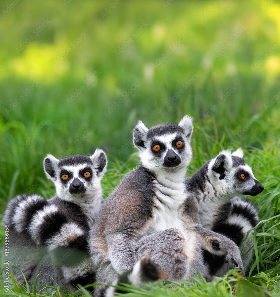 Fototapeta premium three lemurs sitting in the grass and looking at the camera