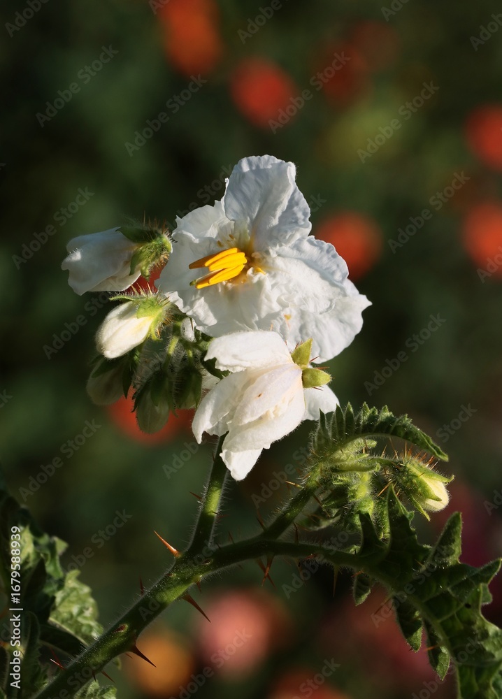 Obraz premium pretty white flower of Solanum Sisymriifolium plant-Solanaceae Family.