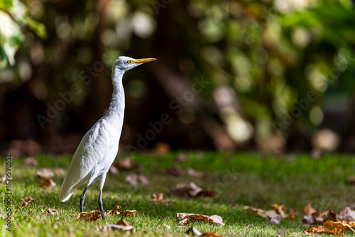 Cattle Egret Standing on Grass with Autumn Leaves