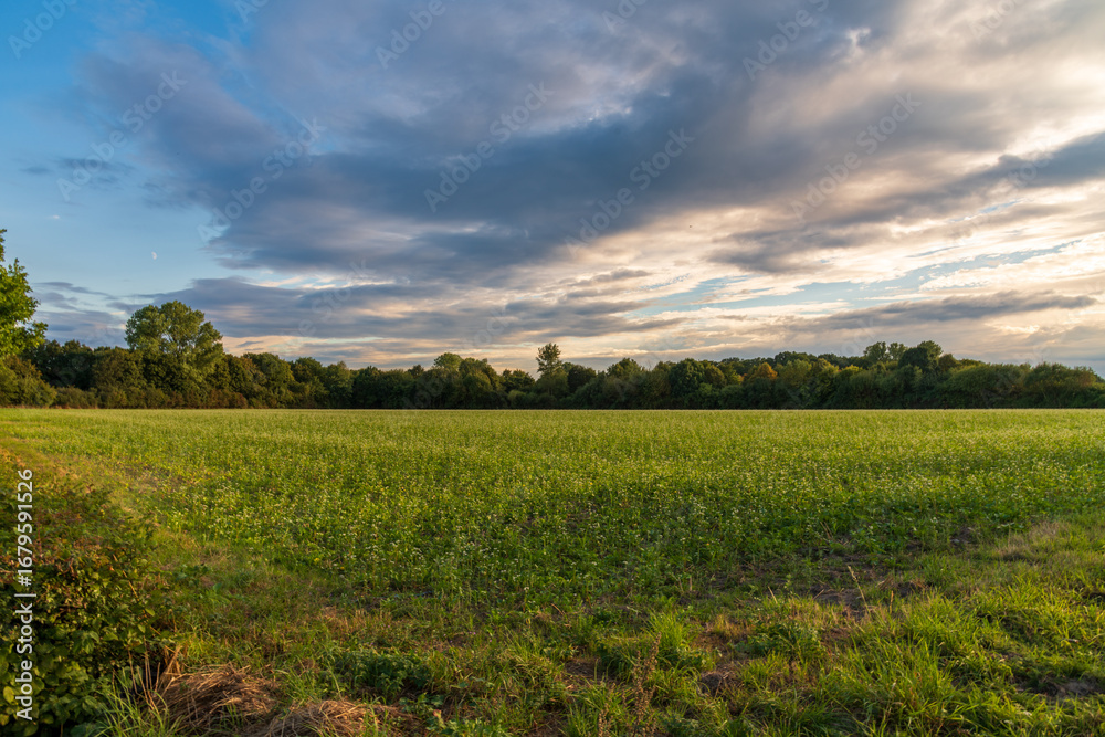 Fototapeta premium green field and blue sky