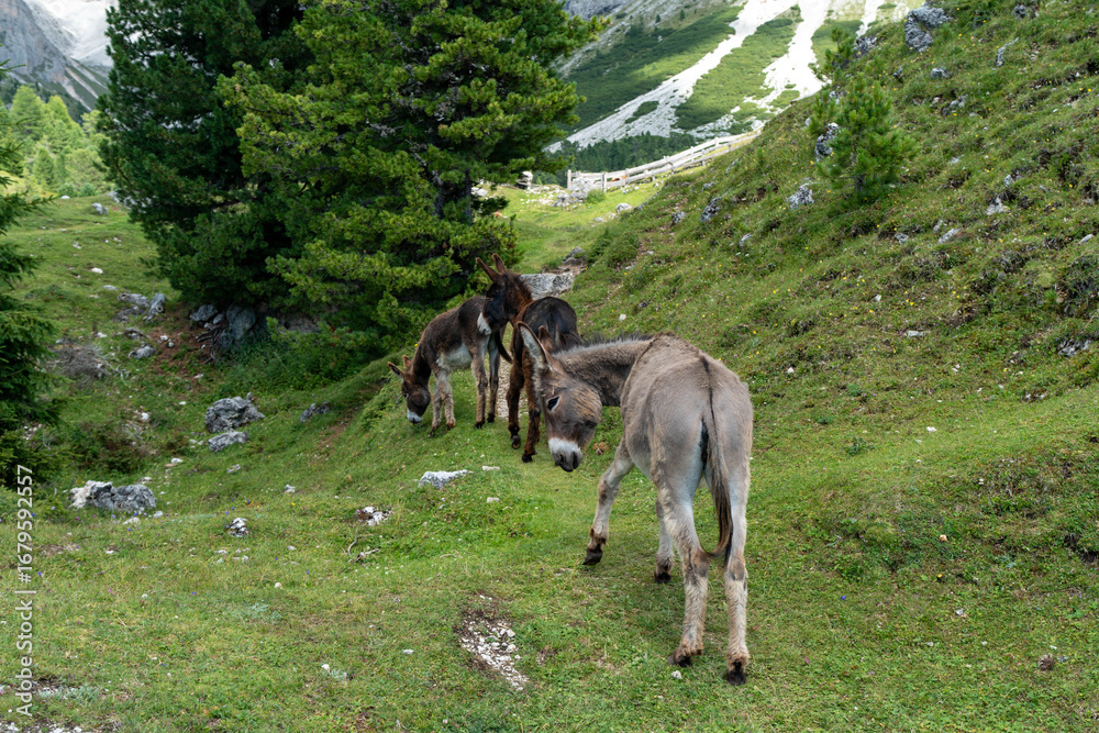 Fototapeta premium Farm Donkeys Grazing on Fresh Grass