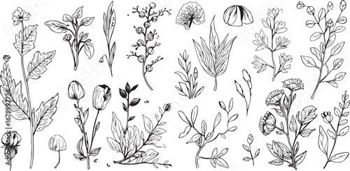 Botanical Vector Illustration of Various Plants and Flowers Black and White Line Art for Graphic Design and Creative Projects