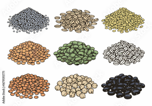 Diverse collection of healthy dry grains, beans, and legumes in various piles, vector illustration for nutrition, agriculture, and food day concepts.