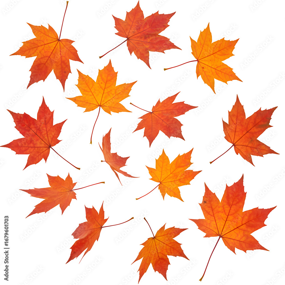 Fototapeta premium Falling autumn maple leaves isolated on white or transparent background. PNG