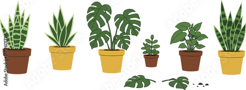 Potted indoor plants collection, monstera and snake plant illustrations, houseplant decoration vector set, botanical greenery in flowerpots, isolated flat design