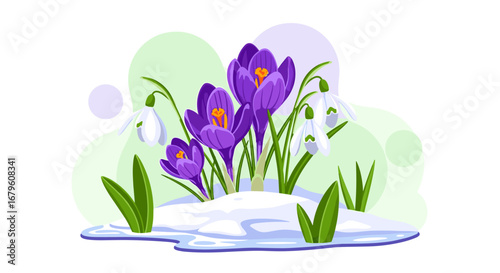 Vibrant Purple Crocuses and Snowdrops Emerging from Melting Snow.