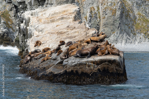 High resolution photo of sea lions resting and sunbathing on the shore. Perfect for wildlife, marine, and nature projects