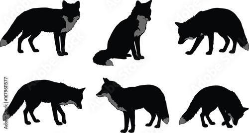 Silhouette vector illustration of black foxes in various poses, wild animal graphic design, wildlife creature artwork for nature, forest, woodland themes