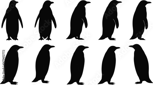 Silhouette collection of standing penguins in various positions, black vector illustration for wildlife, cold climate, arctic animal, design, educational, and graphic use.