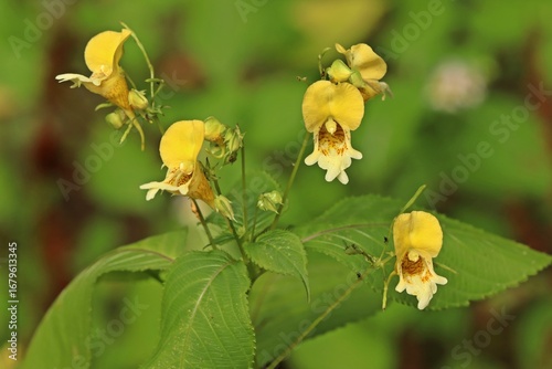 Buntes Springkraut (Impatiens edgeworthii)