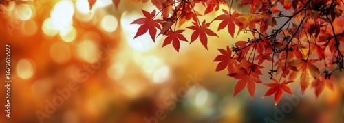 Vibrant Autumn Leaves in a Sunlit Forest During Fall Season