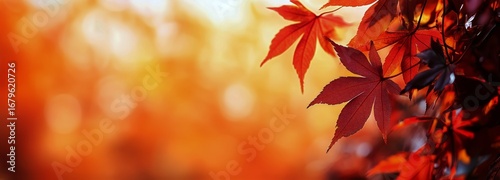 Vibrant Autumn Leaves in a Serene Forest During Golden Hour