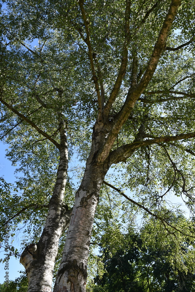 Obraz premium Grands arbres au jardin au printemps