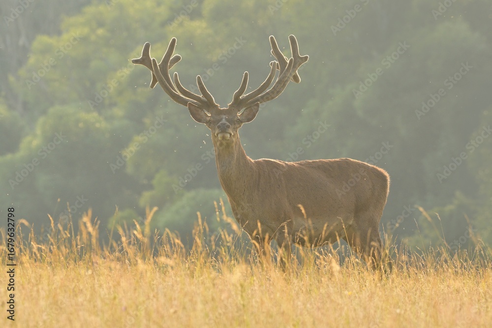 Fototapeta premium Red deer new antlers wildlife Cervus elaphus fawn western red deer male European graze in meadow nice eyes fur forest mountains, nice darling, widespread hunting animal care, hunted Europe