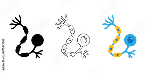 Three neurons illustration silhouette, outline, and flat color version. Showing structure of nerve cells with axons and dendrites