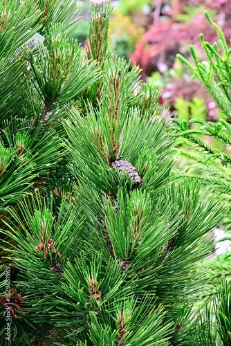 Pinus leucodermis, Bosnian Pine