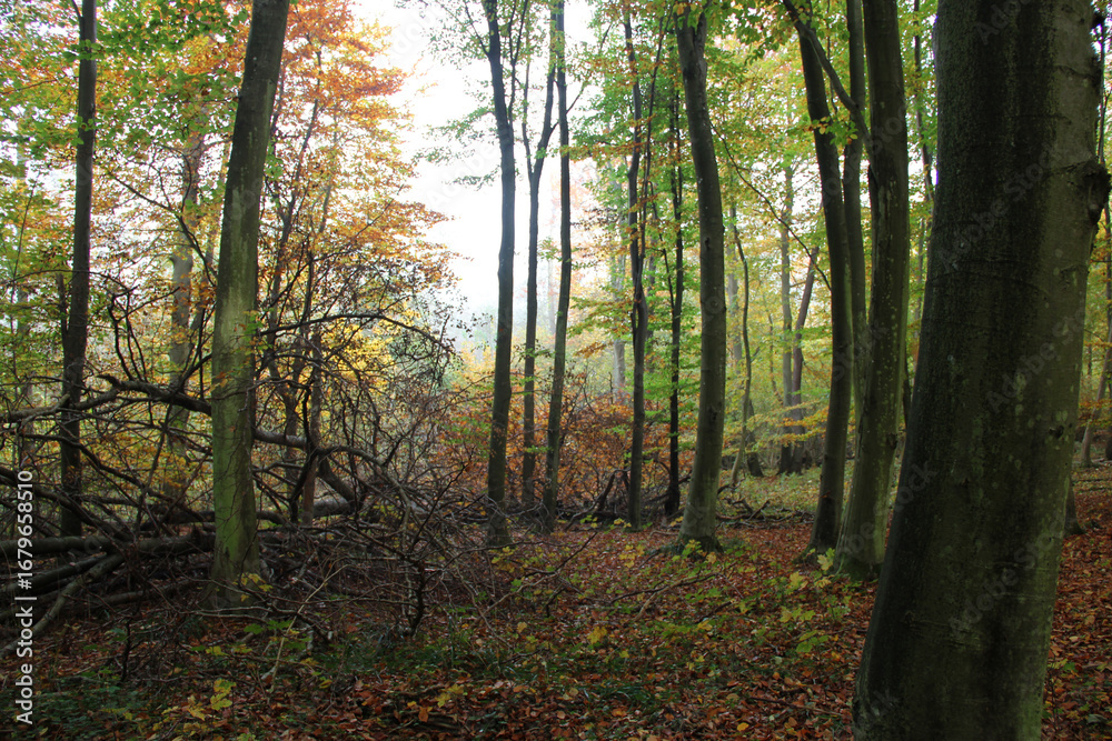 Fototapeta premium Autumn forest with fallen branches and colorful trees in natural woodland