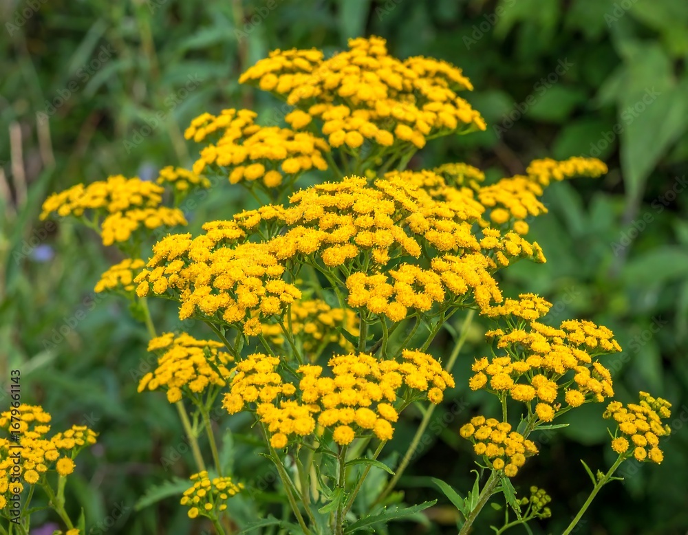 Obraz premium Close-up of bright yellow wildflowers