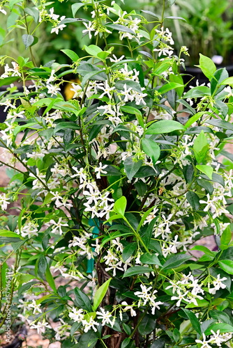 Trachelospermum jasminoides, Confederate Jasmine 