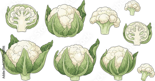 Cartoon Cauliflower Vector Set Featuring Whole Heads, Cross Sections, Leaves, Florets and Stem Anatomy – Educational Food Illustration