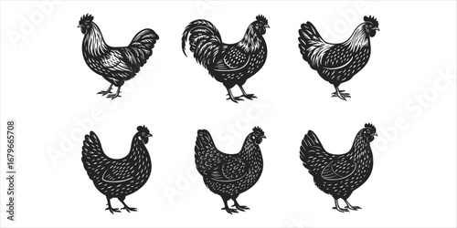 Engraved style black and white illustrations of roosters and hens chicken poultry
