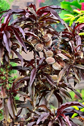 Patio Peach 'Ruby Ruffle' 