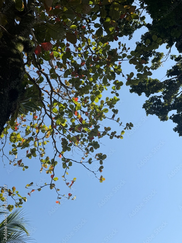 Fototapeta premium tree branches against blue sky