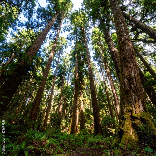 Lush forest canopy (1)