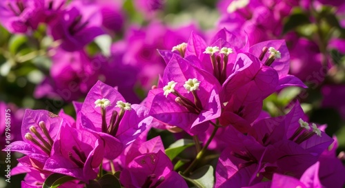A vivid closeup of magenta bougainvillea flowers showcasing intricate details of petals and creamcolored centers in bright daylight