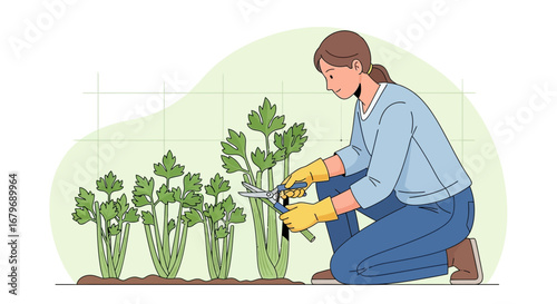 Woman Harvesting Celery In Her Garden, Sunny Day, Happy Gardening Activity