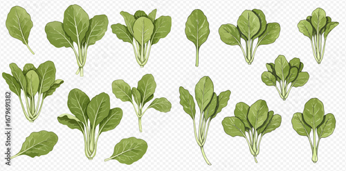A set of detailed illustrations depicting fresh green pak choi plants and single leaves from multiple angles.