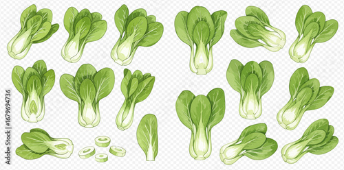 A set of fresh green bok choy illustrations, showing the vegetable whole, halved, and sliced in a detailed watercolor style.