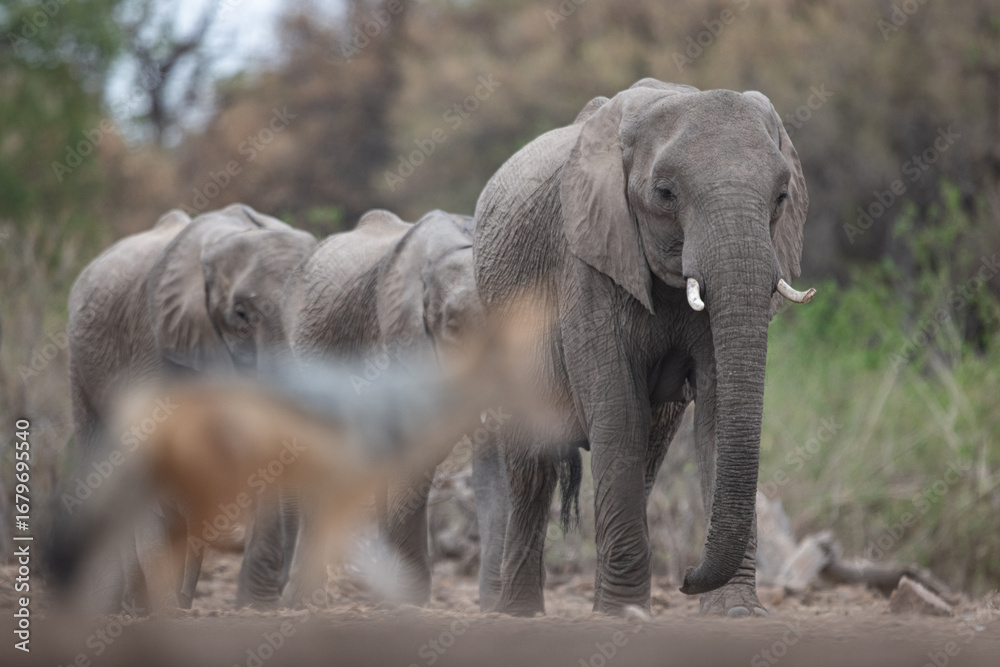 Fototapeta premium A herd of elephants with a blurred jackal passing in front of them