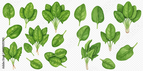 A detailed collection of illustrated fresh green spinach, shown as single leaves and in bunches, isolated on a transparent background.