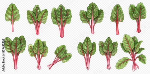 A set of watercolor illustrations depicting fresh Swiss chard leaves and bunches with vibrant red stems.