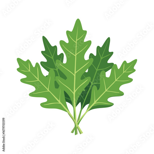 Fresh bunch of green arugula leaves vector illustration. Healthy raw rocket salad ingredient isolated icon.