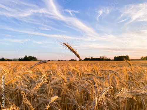 Scenic view of a golden wheat field glowing in warm sunlight under a blue sky with wispy clouds. A peaceful rural landscape symbolizing agriculture, harvest, and natural beauty.