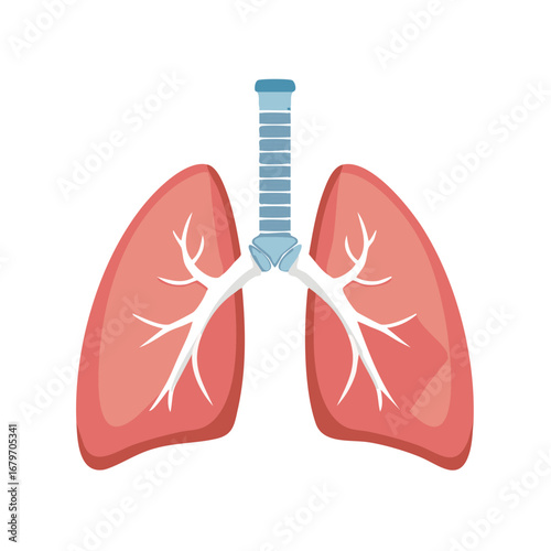 Stylized illustration of human lungs and trachea in pink and blue on a white background
