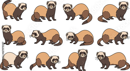 Cute ferrets on white background. Playful, curious, playful, funny, adorable. Domestic pets, wildlife, mammal.