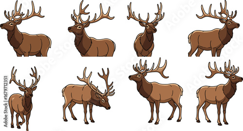 Cartoon elk poses in various stances. Wildlife, animal, nature, illustration, mammal, antler, stag, cartoon, wilderness, deer, wildlife, forest, wild, nature, drawing.