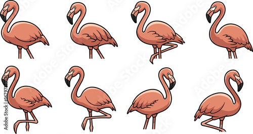 Set of cartoon flamingo birds. Animal illustration, wildlife, tropical, exotic, design, drawing
